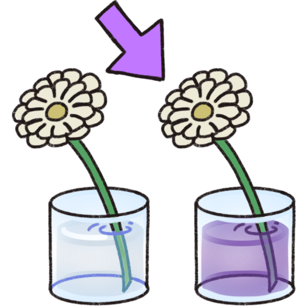 two daisies in cups of water. One has purple dye in the water and the other does not, and a purple arrow is pointing to it to show that it’s the experimental group.